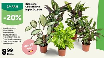 Promoties Belgische calathea mix in pot - Huismerk - Aveve - Geldig van 26/09/2022 tot 08/10/2022 bij Aveve