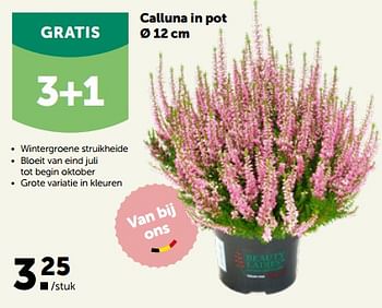 Promoties Calluna in pot - Huismerk - Aveve - Geldig van 26/09/2022 tot 08/10/2022 bij Aveve