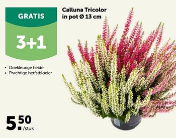Promotions Calluna tricolor in pot - Produit maison - Aveve - Valide de 26/09/2022 à 08/10/2022 chez Aveve
