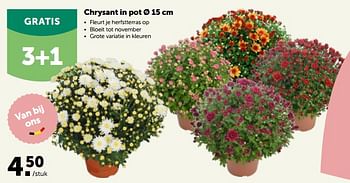 Promoties Chrysant in pot - Huismerk - Aveve - Geldig van 26/09/2022 tot 08/10/2022 bij Aveve