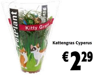 Promoties Kattengras cyperus - Huismerk - Colruyt - Geldig van 21/09/2022 tot 04/10/2022 bij Colruyt
