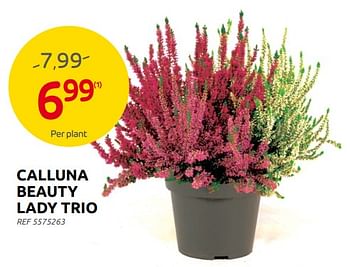 Promoties Calluna beauty lady trio - Huismerk - Brico - Geldig van 28/09/2022 tot 17/10/2022 bij Brico