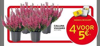 Promoties Calluna vulgaris - Huismerk - Brico - Geldig van 28/09/2022 tot 17/10/2022 bij Brico