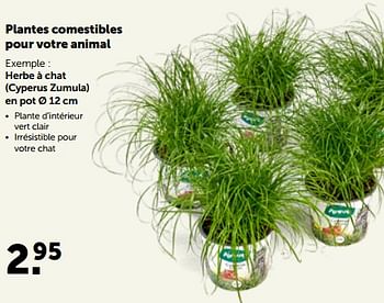 Promotions Herbe à chat cyperus zumula en pot - Produit maison - Aveve - Valide de 26/09/2022 à 08/10/2022 chez Aveve