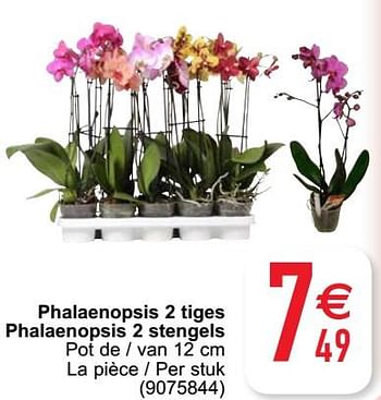 Promotions Phalaenopsis 2 tiges phalaenopsis 2 stengels - Produit maison - Cora - Valide de 27/09/2022 à 10/10/2022 chez Cora