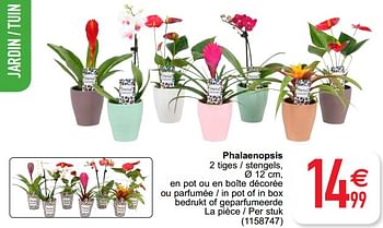 Promoties Phalaenopsis - Huismerk - Cora - Geldig van 27/09/2022 tot 10/10/2022 bij Cora