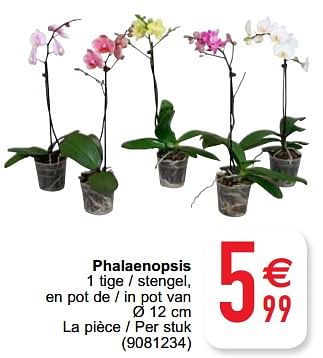 Promotions Phalaenopsis - Produit maison - Cora - Valide de 27/09/2022 à 10/10/2022 chez Cora