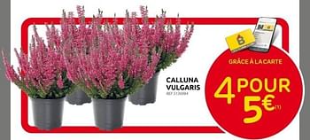 Promotions Calluna vulgaris - Produit maison - Brico - Valide de 28/09/2022 à 17/10/2022 chez Brico