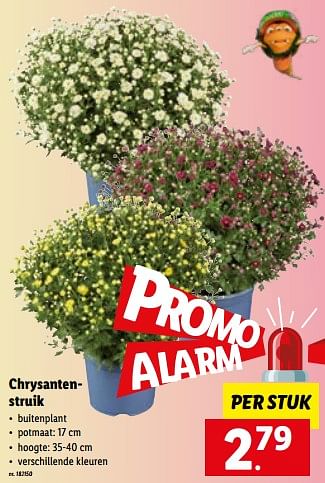 Promoties Chrysantenstruik - Huismerk - Lidl - Geldig van 17/10/2022 tot 22/10/2022 bij Lidl