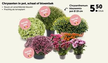 Promoties Chrysanthemum kleurenmix pot - Huismerk - Aveve - Geldig van 17/10/2022 tot 29/10/2022 bij Aveve