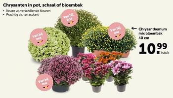 Promoties Chrysanthemum mix bloembak - Huismerk - Aveve - Geldig van 17/10/2022 tot 29/10/2022 bij Aveve