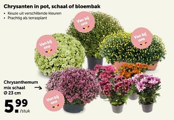Promoties Chrysanthemum mix schaal - Huismerk - Aveve - Geldig van 17/10/2022 tot 29/10/2022 bij Aveve