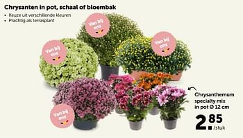 Promoties Chrysanthemum specialty mix in pot - Huismerk - Aveve - Geldig van 17/10/2022 tot 29/10/2022 bij Aveve