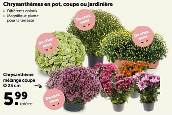 Promotions Chrysanthème mélange coupe - Produit maison - Aveve - Valide de 17/10/2022 à 29/10/2022 chez Aveve