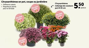 Promotions Chrysanthème mélange de couleurs pot - Produit maison - Aveve - Valide de 17/10/2022 à 29/10/2022 chez Aveve