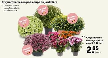 Promotions Chrysanthème mélange spécial en pot - Produit maison - Aveve - Valide de 17/10/2022 à 29/10/2022 chez Aveve