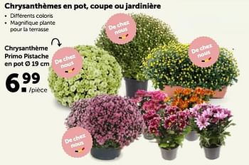 Promotions Chrysanthème primo pistache en pot - Produit maison - Aveve - Valide de 17/10/2022 à 29/10/2022 chez Aveve
