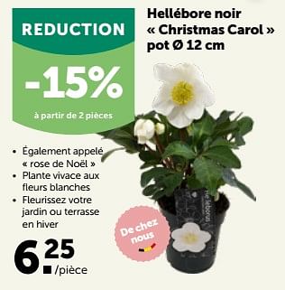 Promotions Hellébore noir christmas carol pot - Produit maison - Aveve - Valide de 17/10/2022 à 29/10/2022 chez Aveve