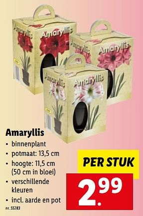 Promoties Amaryllis - Huismerk - Lidl - Geldig van 07/11/2022 tot 12/11/2022 bij Lidl