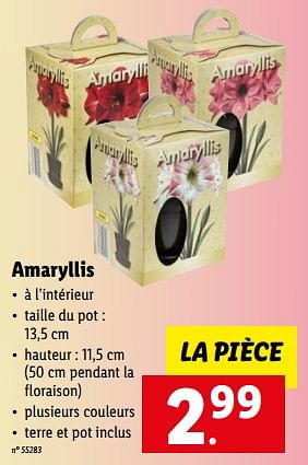 Promotions Amaryllis - Produit maison - Lidl - Valide de 07/11/2022 à 12/11/2022 chez Lidl