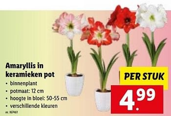 Promoties Amaryllis in keramieken pot - Huismerk - Lidl - Geldig van 14/11/2022 tot 19/11/2022 bij Lidl