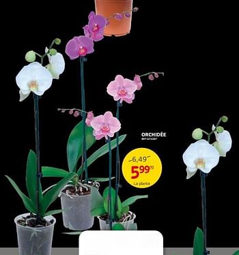 Promotions Orchidée - Produit maison - Brico - Valide de 16/11/2022 à 28/11/2022 chez Brico