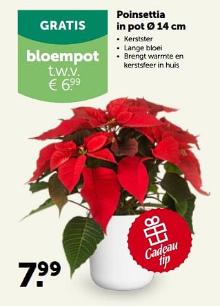 Promoties Poinsettia in pot - Huismerk - Aveve - Geldig van 28/11/2022 tot 10/12/2022 bij Aveve