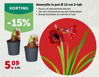 Promoties Amaryllis in pot - Huismerk - Aveve - Geldig van 28/11/2022 tot 10/12/2022 bij Aveve