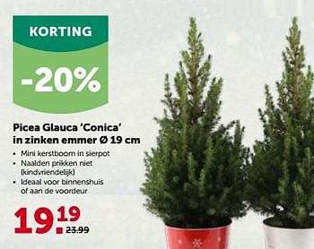 Promoties Picea glauca conica in zinken emmer - Huismerk - Aveve - Geldig van 28/11/2022 tot 10/12/2022 bij Aveve
