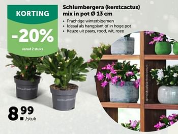Promoties Schlumbergera kerstcactus mix in pot - Huismerk - Aveve - Geldig van 28/11/2022 tot 10/12/2022 bij Aveve