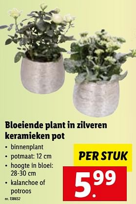 Promoties Bloeiende plant in zilveren keramieken pot - Huismerk - Lidl - Geldig van 05/12/2022 tot 10/12/2022 bij Lidl