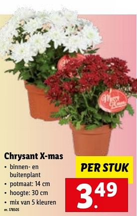 Promoties Chrysant x-mas - Huismerk - Lidl - Geldig van 05/12/2022 tot 10/12/2022 bij Lidl