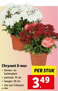 Chrysant x-mas-Huismerk - Lidl