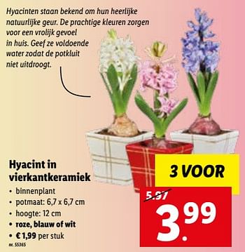 Promoties Hyacint in vierkantkeramiek - Huismerk - Lidl - Geldig van 05/12/2022 tot 10/12/2022 bij Lidl