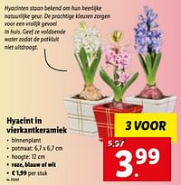 Hyacint in vierkantkeramiek-Huismerk - Lidl