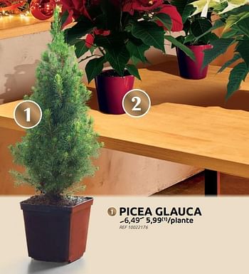 Promotions Picea glauca - Produit maison - Brico - Valide de 30/11/2022 à 29/12/2022 chez Brico