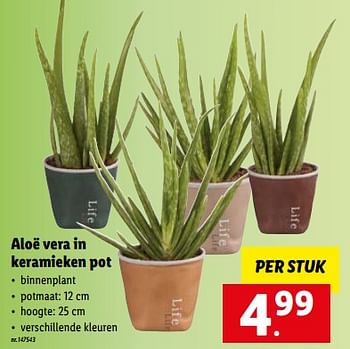 Promoties Aloë vera in keramieken pot - Huismerk - Lidl - Geldig van 02/01/2023 tot 07/01/2023 bij Lidl