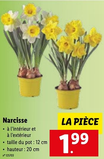 Promotions Narcisse - Produit maison - Lidl - Valide de 09/01/2023 à 14/01/2023 chez Lidl