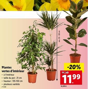 Promoties Plantes vertes d’intérieur - Huismerk - Lidl - Geldig van 09/01/2023 tot 14/01/2023 bij Lidl