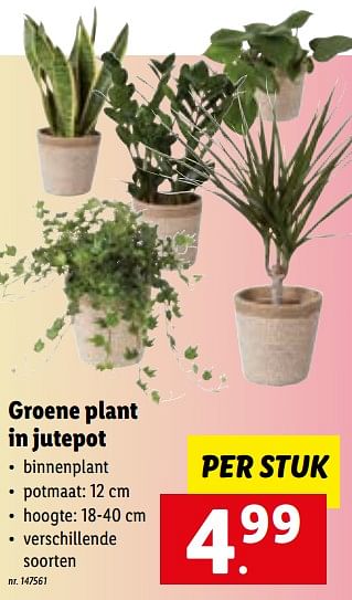 Promoties Groene plant in jutepot - Huismerk - Lidl - Geldig van 15/01/2023 tot 21/01/2023 bij Lidl