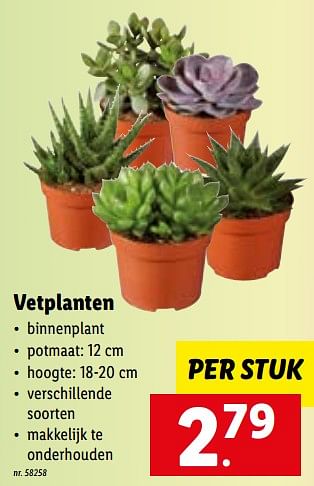Promoties Vetplanten - Huismerk - Lidl - Geldig van 15/01/2023 tot 21/01/2023 bij Lidl