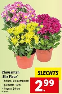 Chrysanten elle fleur-Huismerk - Lidl