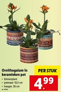 Ornithogalum in keramieken pot-Huismerk - Lidl