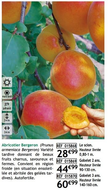 Promotions Abricotier bergeron - Produit Maison - Willemse - Valide de 02/01/2023 à 30/06/2023 chez Willemse