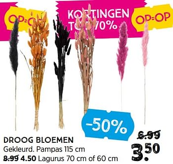 Promoties Droog bloemen - Huismerk - Xenos - Geldig van 15/01/2023 tot 29/01/2023 bij Xenos