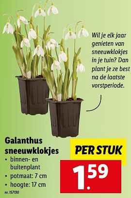 Promotions Galanthus sneeuwklokjes - Produit maison - Lidl - Valide de 30/01/2023 à 04/02/2023 chez Lidl