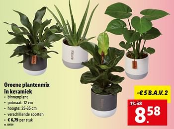 Promoties Groene plantenmix in keramiek - Huismerk - Lidl - Geldig van 30/01/2023 tot 04/02/2023 bij Lidl