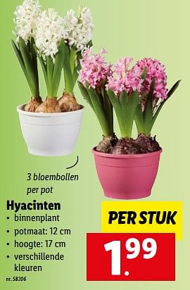 Promoties Hyacinten - Huismerk - Lidl - Geldig van 30/01/2023 tot 04/02/2023 bij Lidl