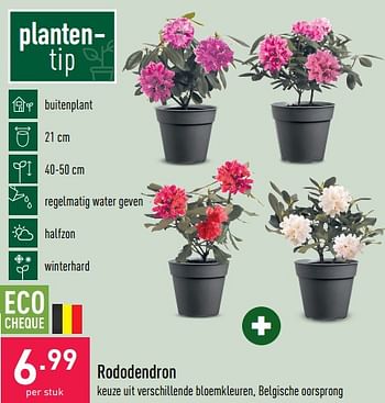 Promoties Rododendron - Huismerk - Aldi - Geldig van 01/02/2023 tot 10/02/2023 bij Aldi