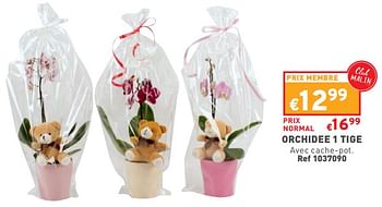 Promotions Orchidee 1 tige - Produit maison - Trafic  - Valide de 01/02/2023 à 06/02/2023 chez Trafic